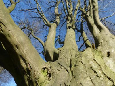 Knorriger Baum Knorriger Baum